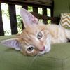 orangecat37